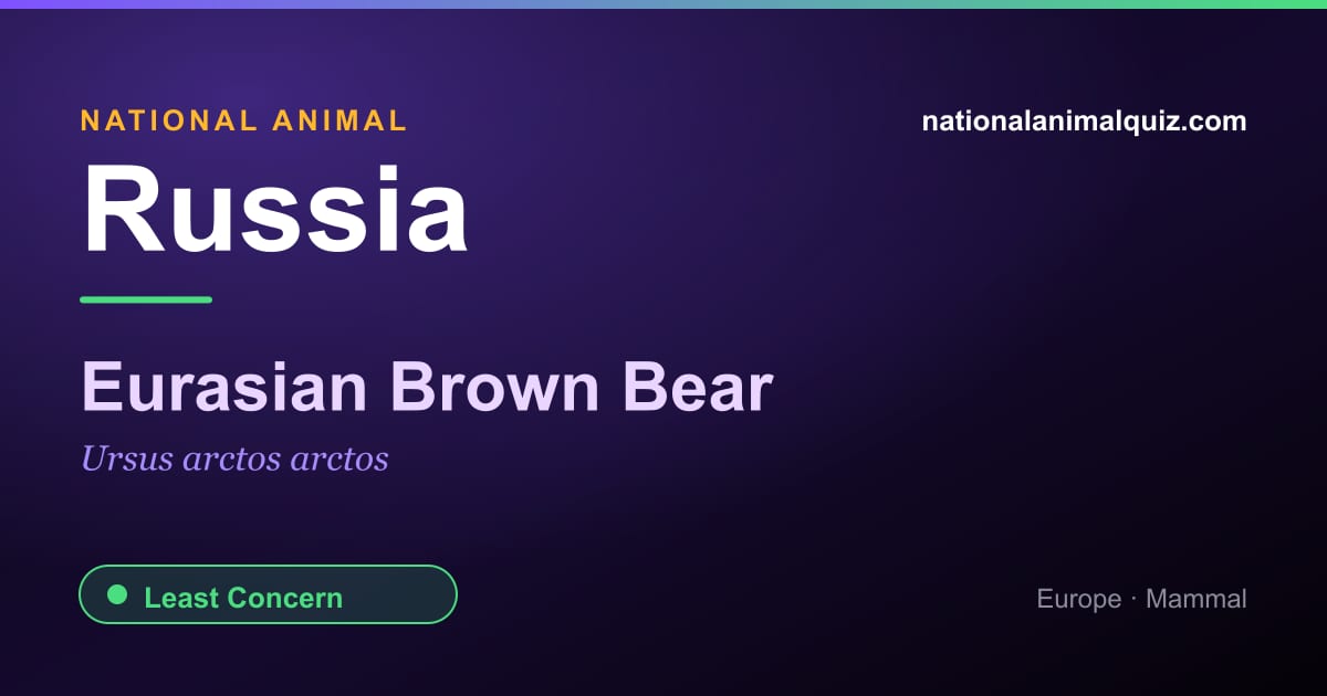Russia national animal — the Eurasian Brown Bear (Ursus arctos arctos)
