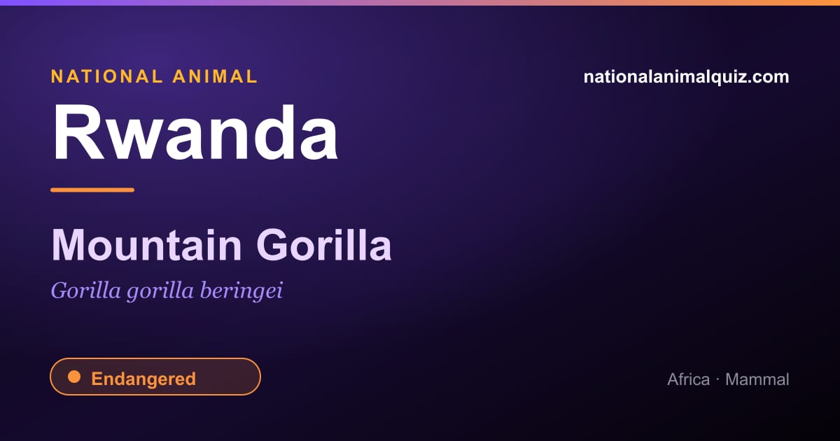 Rwanda national animal — the Mountain Gorilla (Gorilla gorilla beringei)