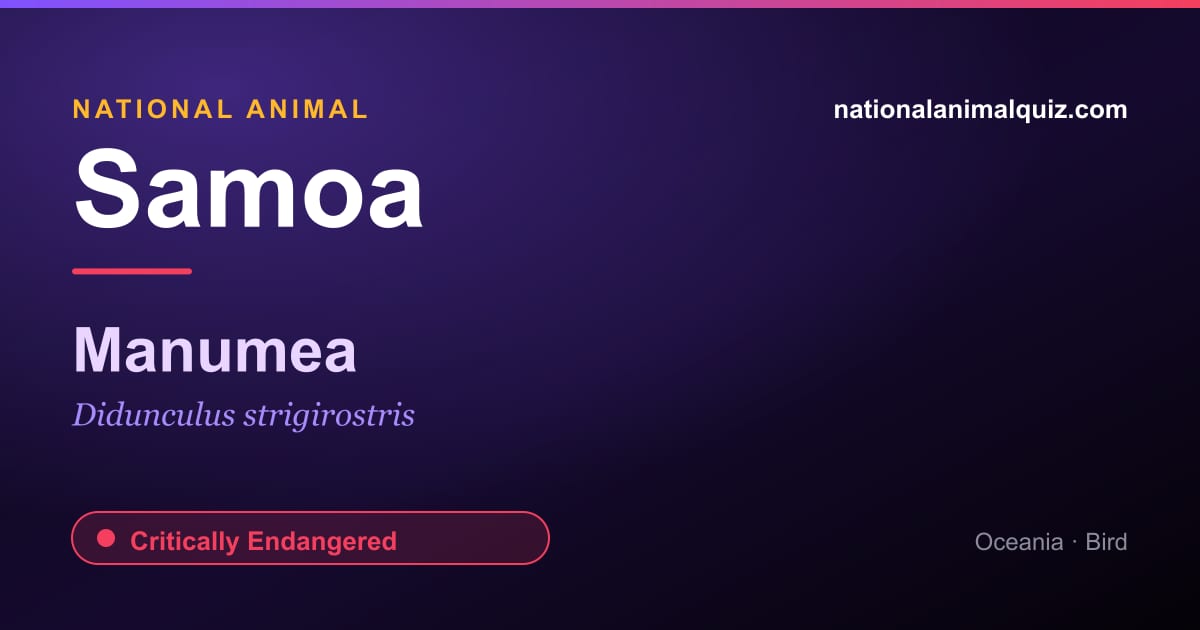 Samoa national animal — the Manumea (Didunculus strigirostris)