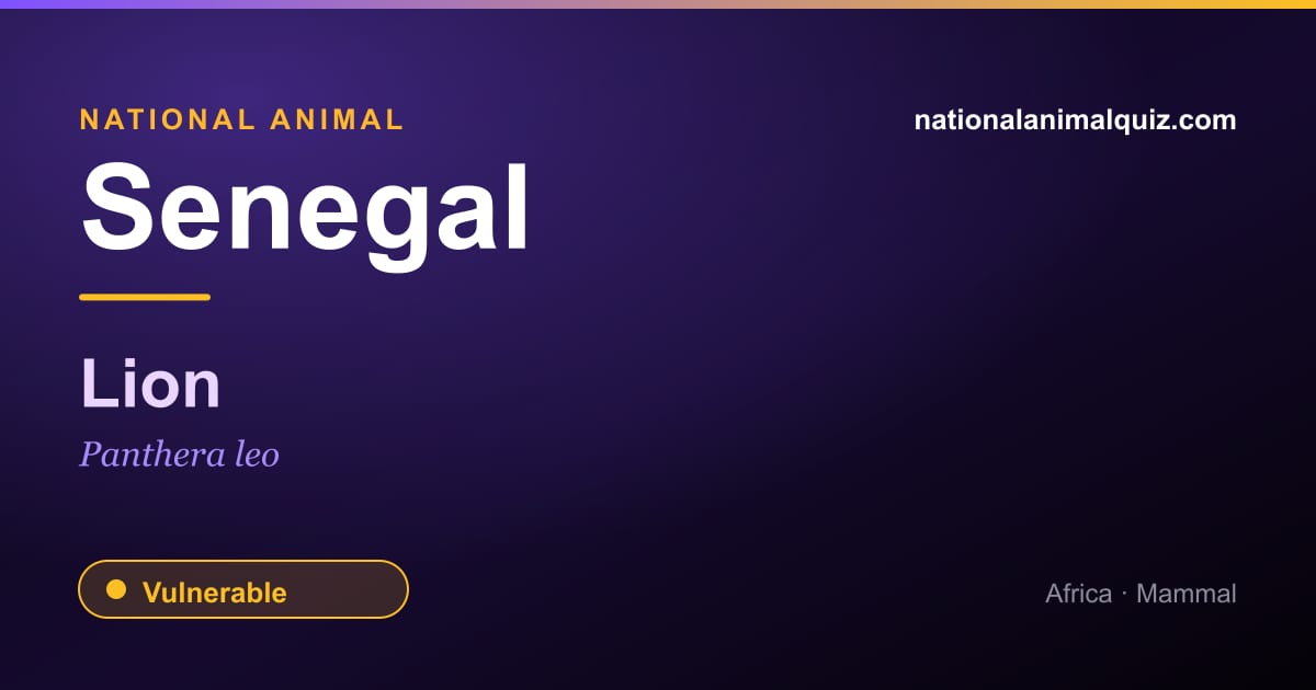 Senegal national animal — the Lion (Panthera leo)