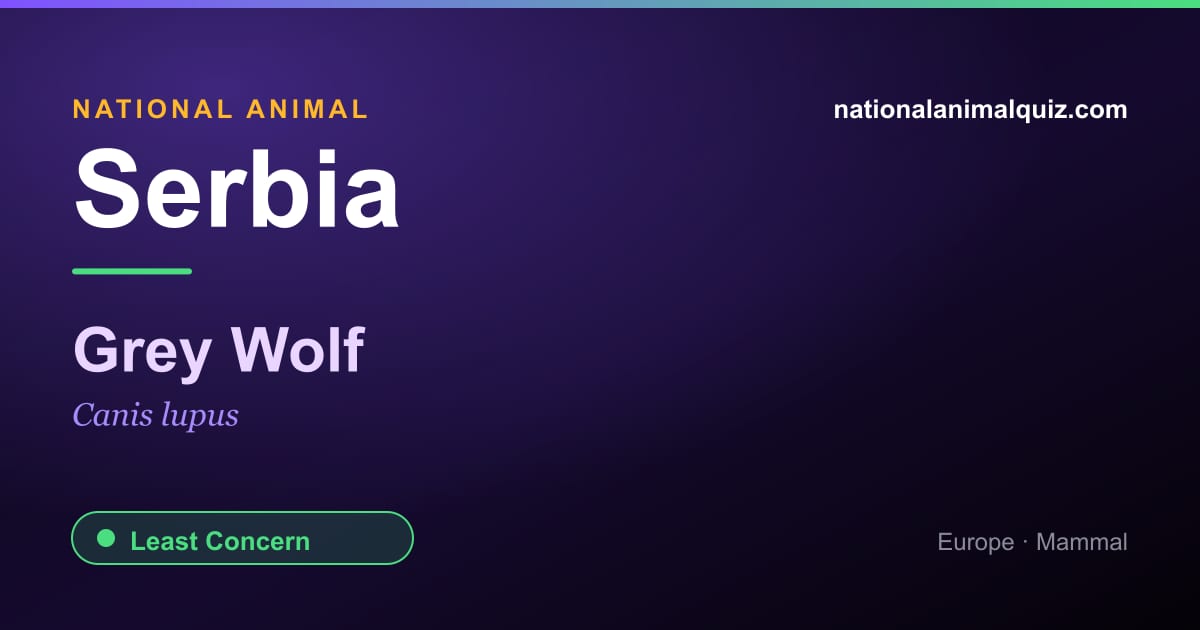Serbia national animal — the Grey Wolf (Canis lupus)