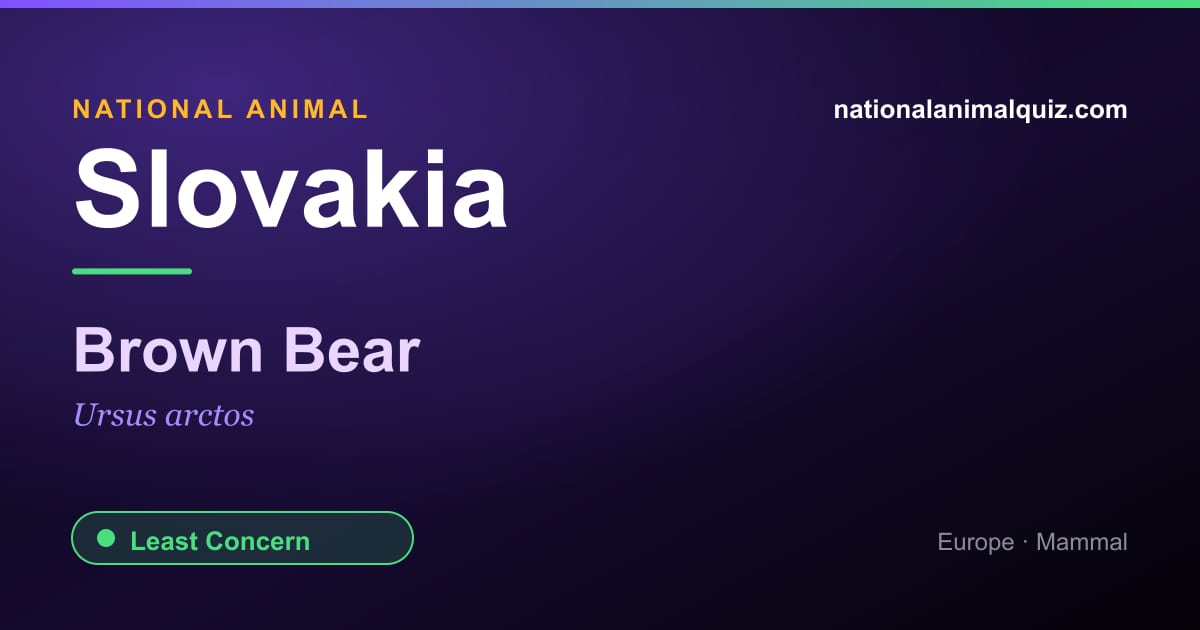 Slovakia national animal — the Brown Bear (Ursus arctos)