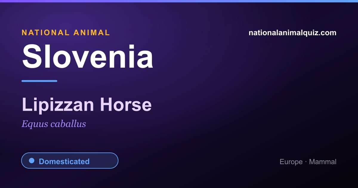 Slovenia national animal — the Lipizzan Horse (Equus caballus)