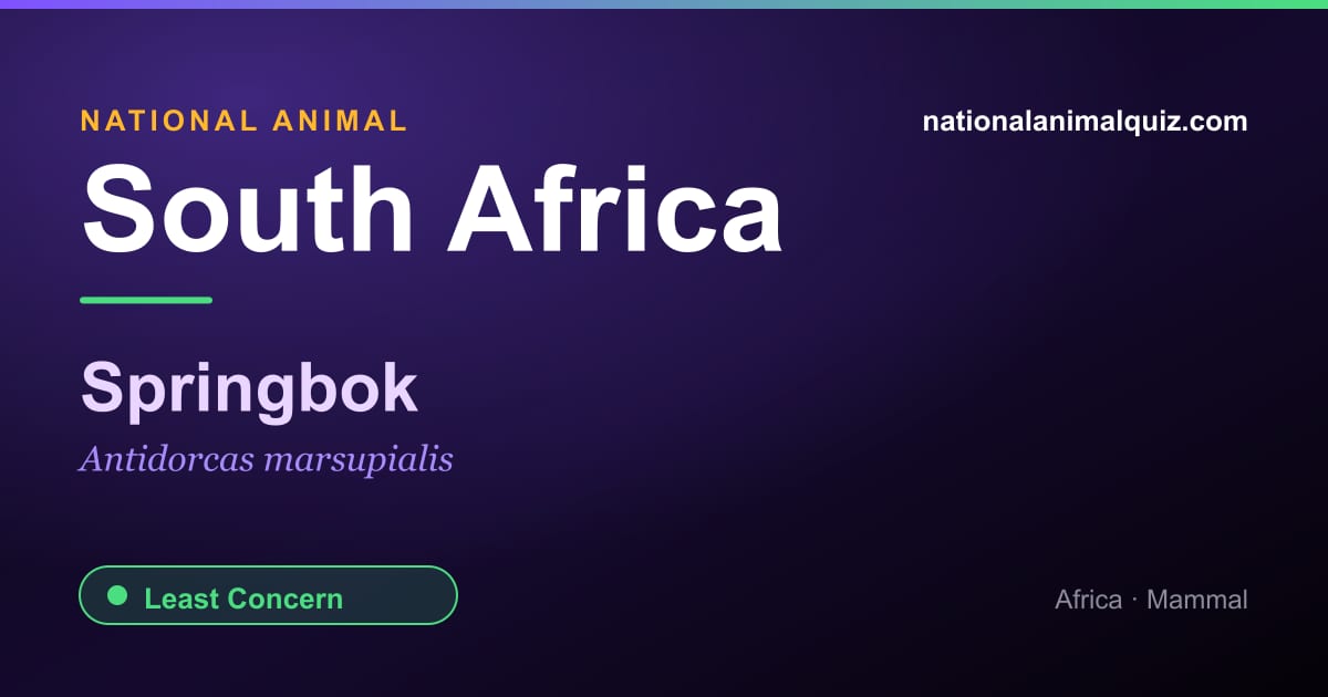 South Africa national animal — the Springbok (Antidorcas marsupialis)