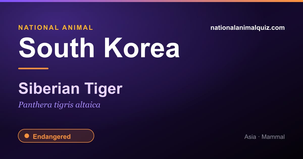 South Korea national animal — the Siberian Tiger (Panthera tigris altaica)