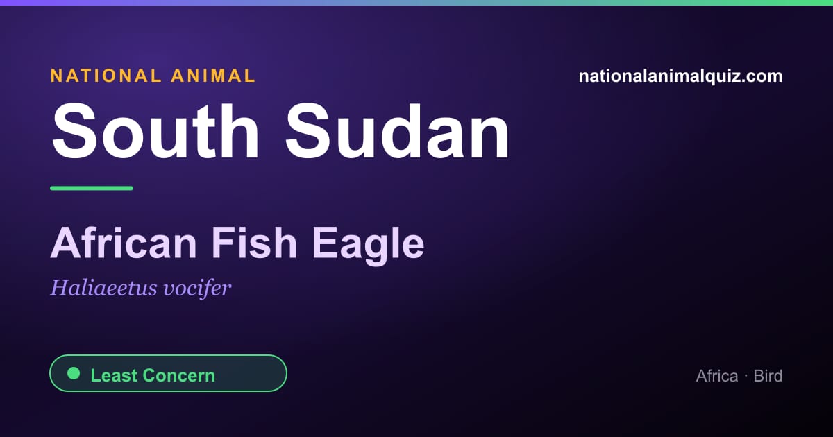 South Sudan national animal — the African Fish Eagle (Haliaeetus vocifer)