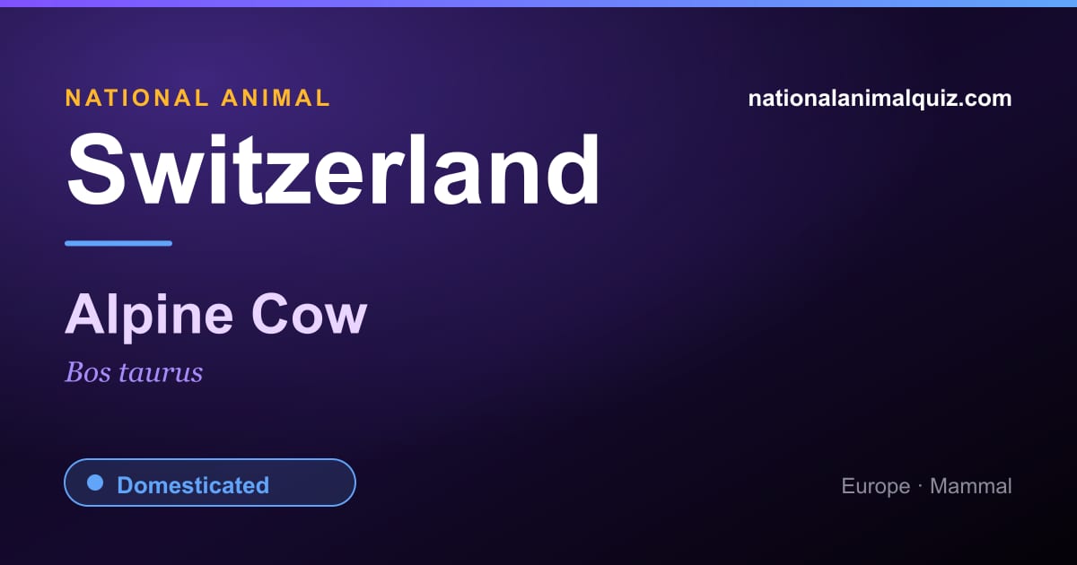 Switzerland national animal — the Alpine Cow (Bos taurus)