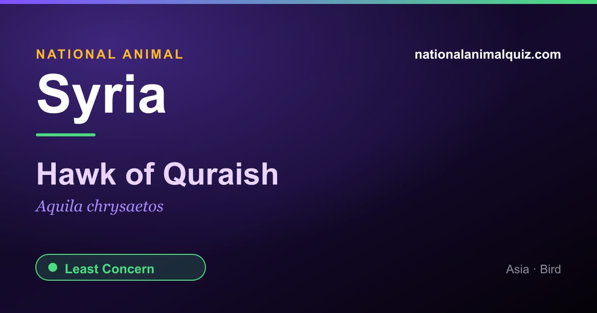 Syria national animal — the Hawk of Quraish (Aquila chrysaetos)