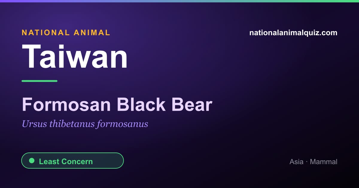 Taiwan national animal — the Formosan Black Bear (Ursus thibetanus formosanus)