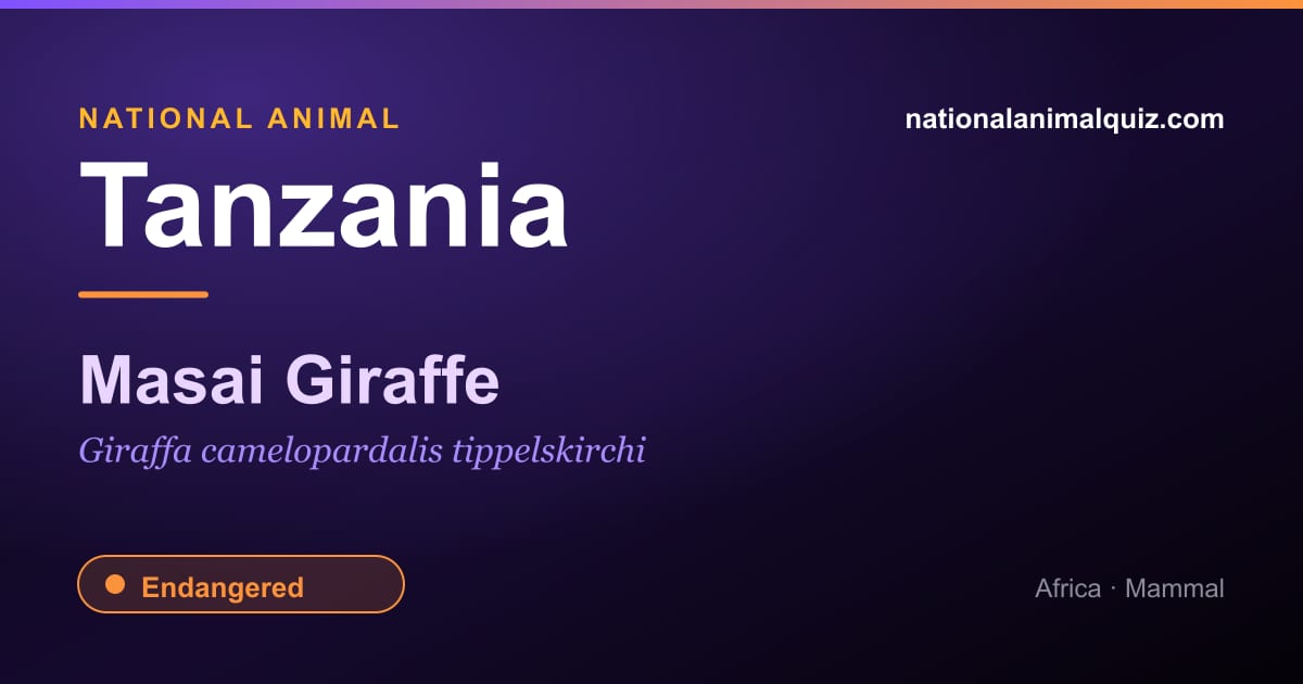 Tanzania national animal — the Masai Giraffe (Giraffa camelopardalis tippelskirchi)