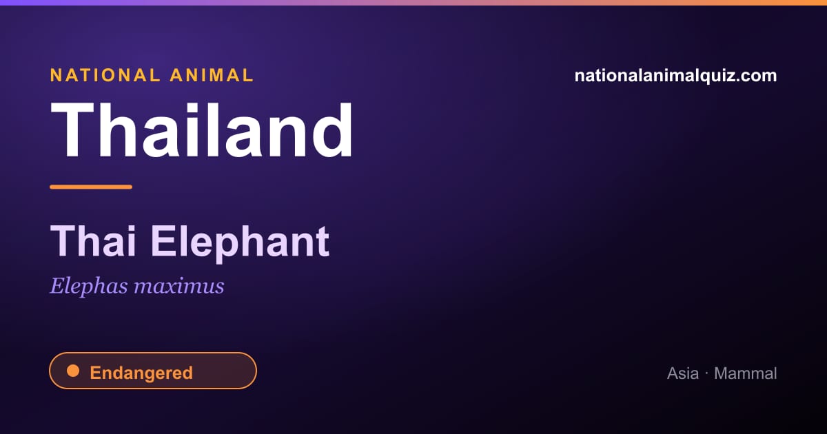 Thailand national animal — the Thai Elephant (Elephas maximus)