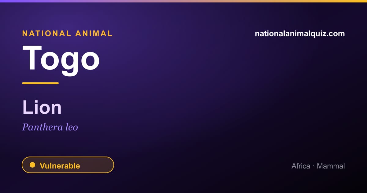 Togo national animal — the Lion (Panthera leo)