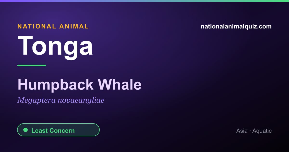 Tonga national animal — the Humpback Whale (Megaptera novaeangliae)