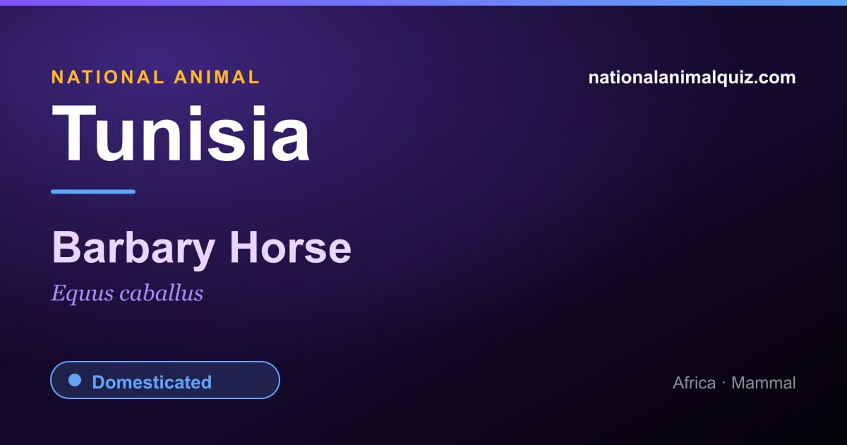 Tunisia national animal — the Barbary Horse (Equus caballus)