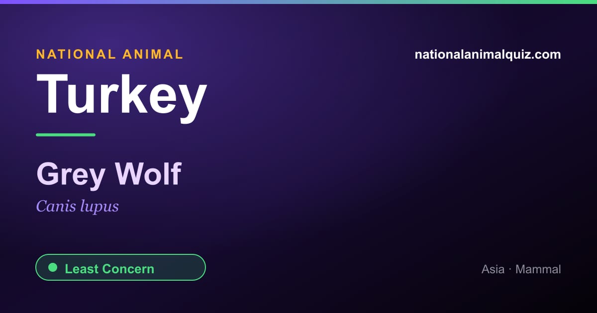 Turkey national animal — the Grey Wolf (Canis lupus)