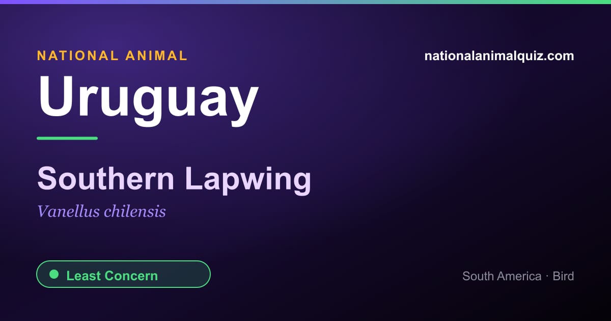 Uruguay national animal — the Southern Lapwing (Vanellus chilensis)
