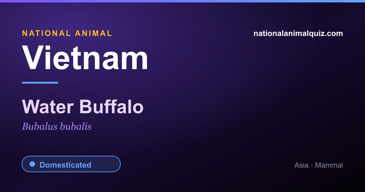 Vietnam national animal — the Water Buffalo (Bubalus bubalis)