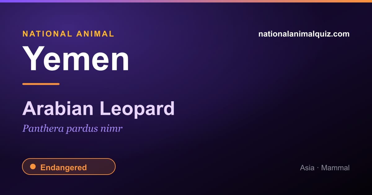 Yemen national animal — the Arabian Leopard (Panthera pardus nimr)