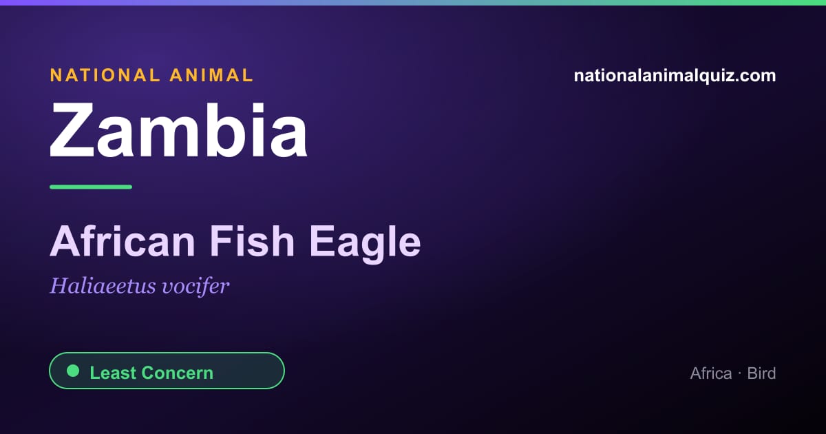Zambia national animal — the African Fish Eagle (Haliaeetus vocifer)