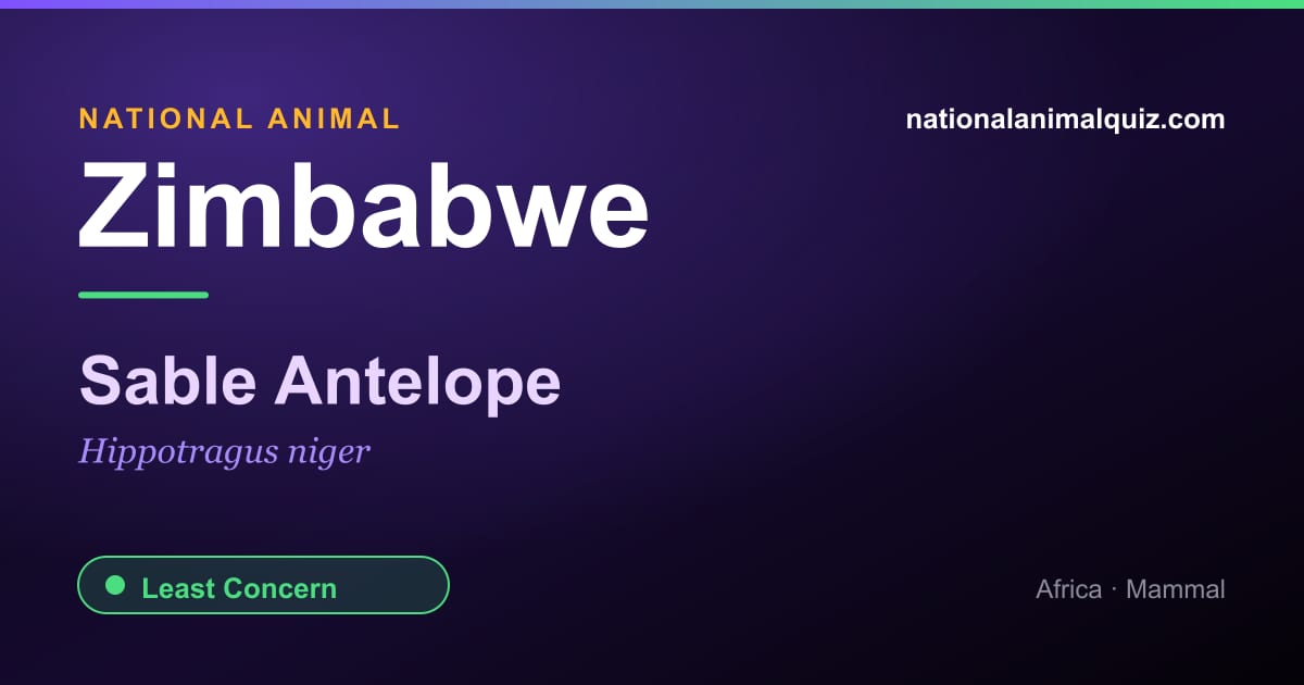Zimbabwe national animal — the Sable Antelope (Hippotragus niger)